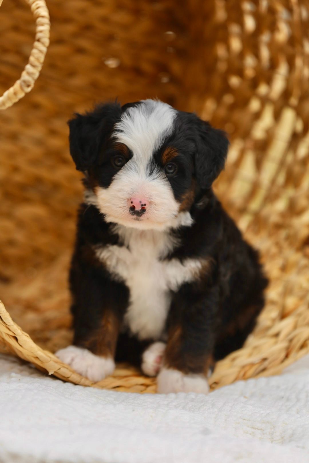 A small black and white puppy is sitting in a basket.