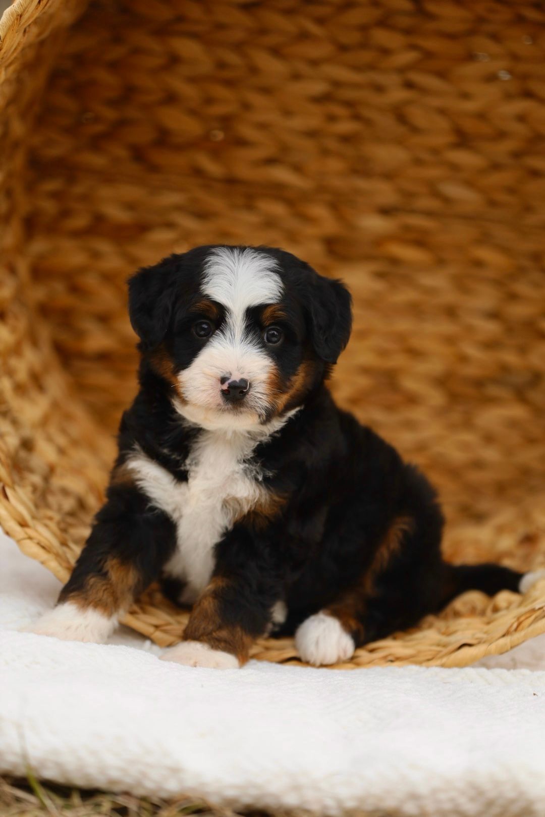 A brown and white puppy is sitting in a basket