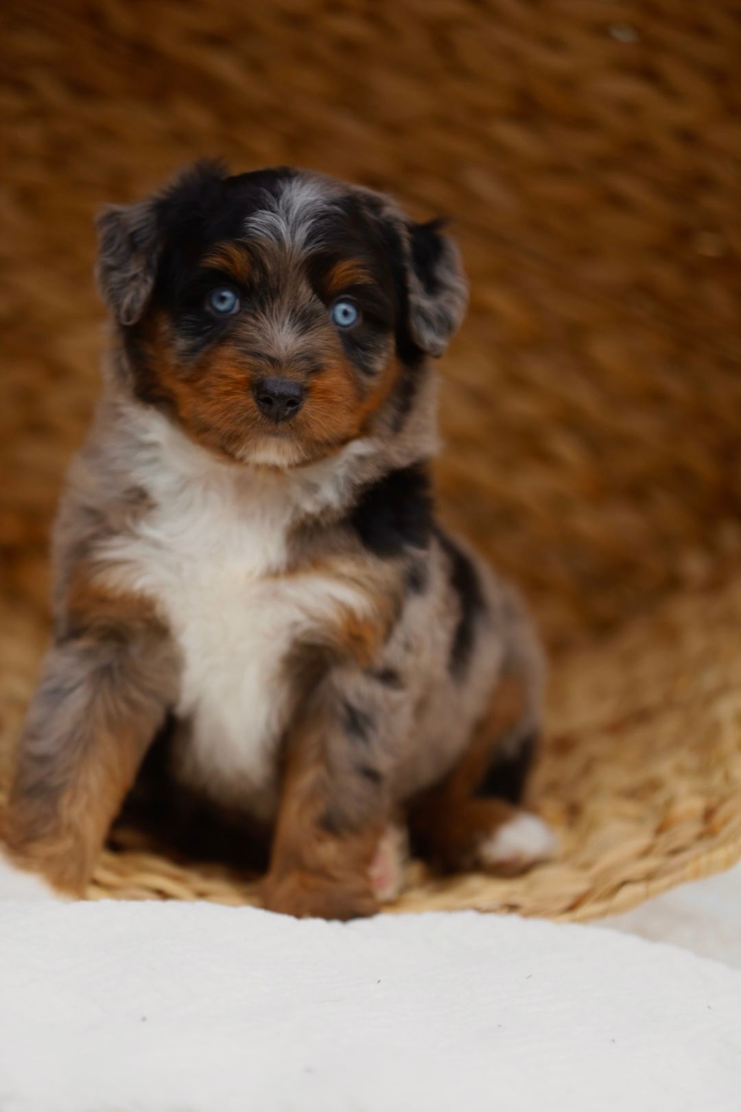 A small brown and black puppy with blue eyes is sitting in a basket.