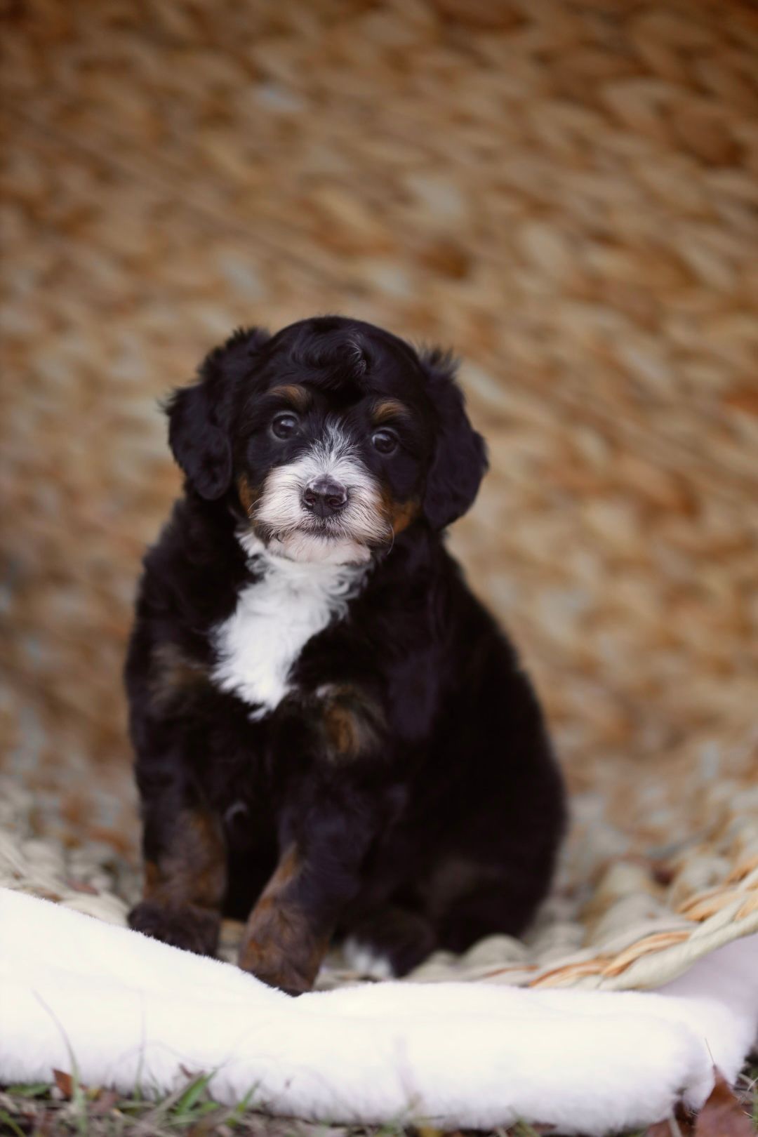 A black and white puppy is sitting on a white blanket.