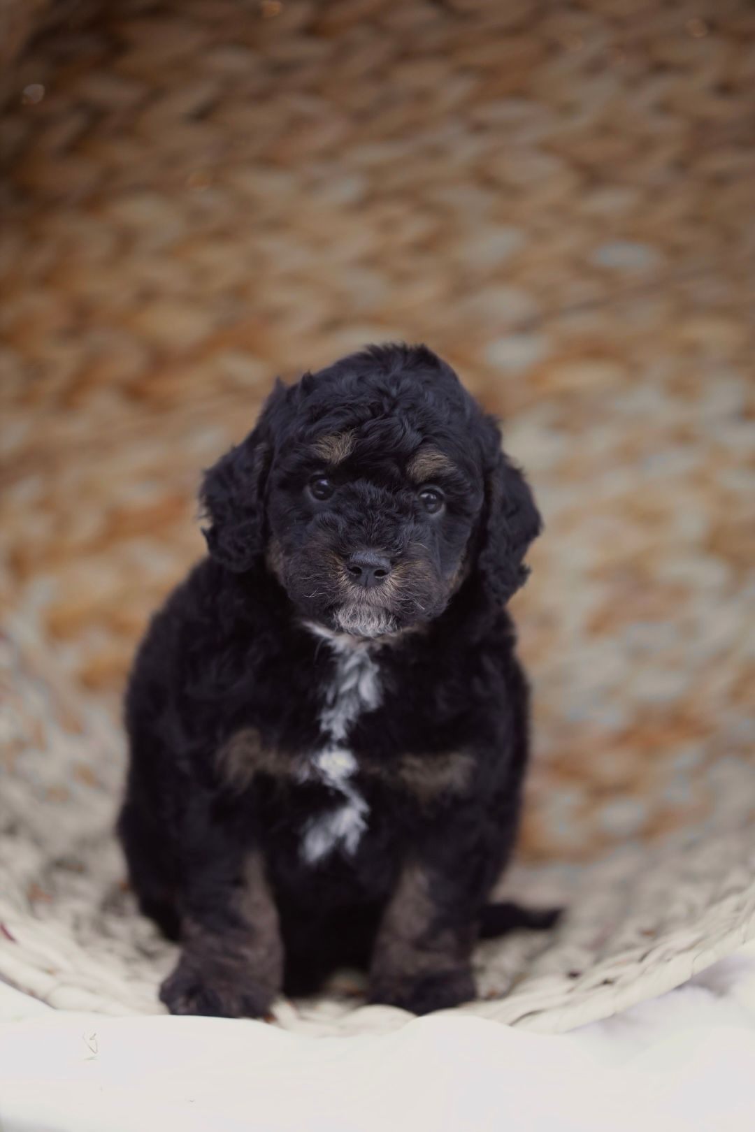 A black puppy is sitting in a basket and looking at the camera.