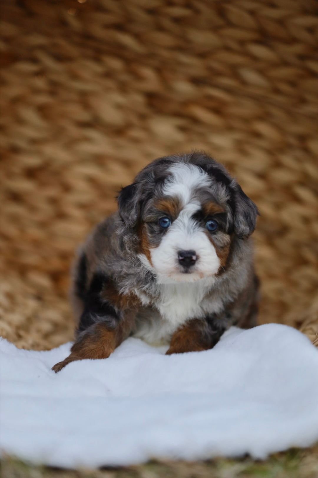 A small brown and white puppy is sitting on a white blanket.