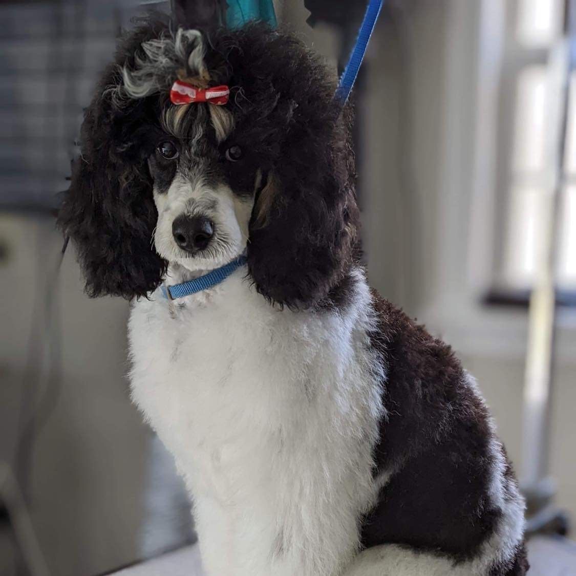 A black and white poodle with a bow on its head is sitting on a table.