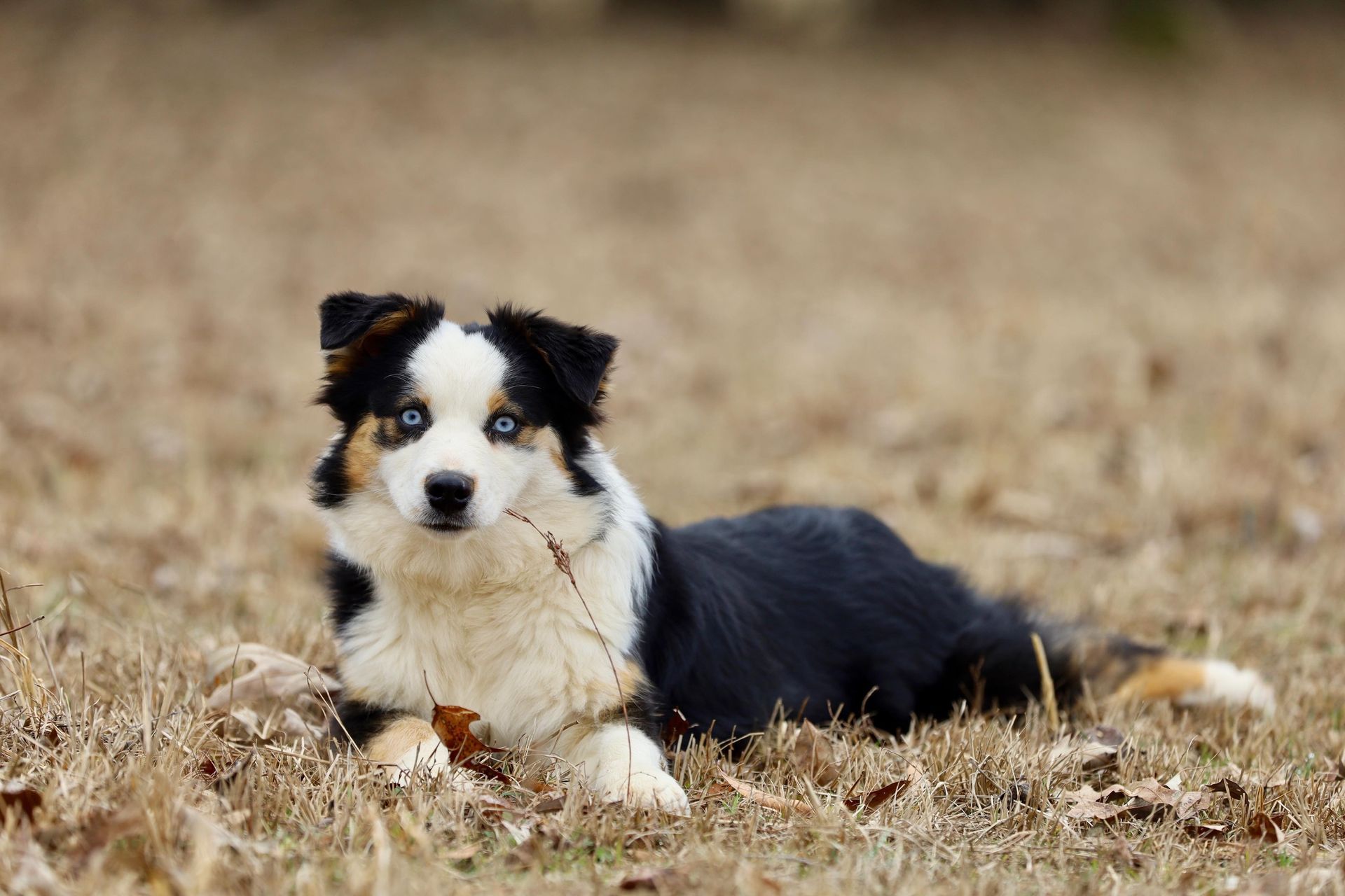 A black and white puppy is laying in the grass.