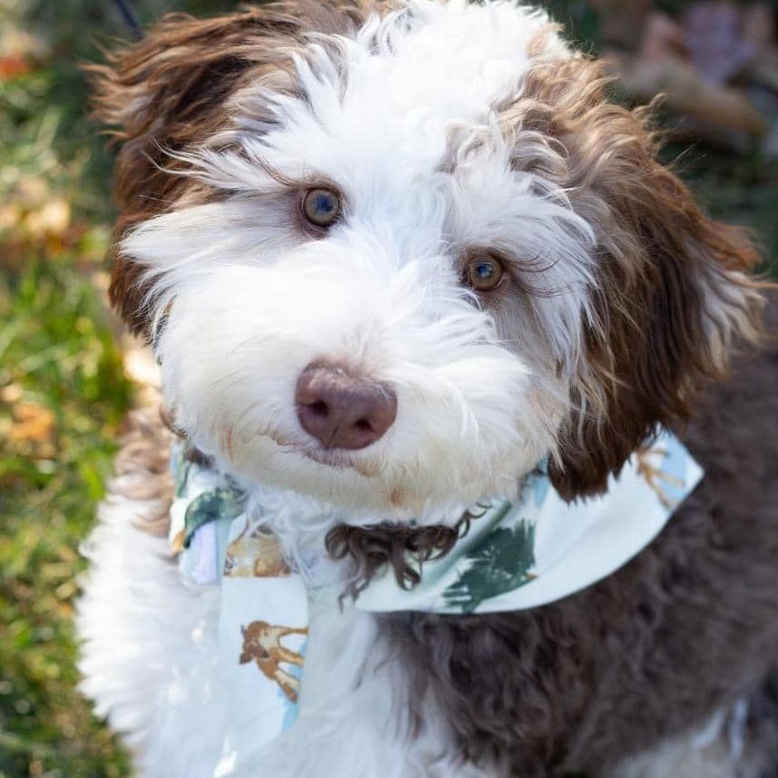 A brown and white dog wearing a scarf around its neck