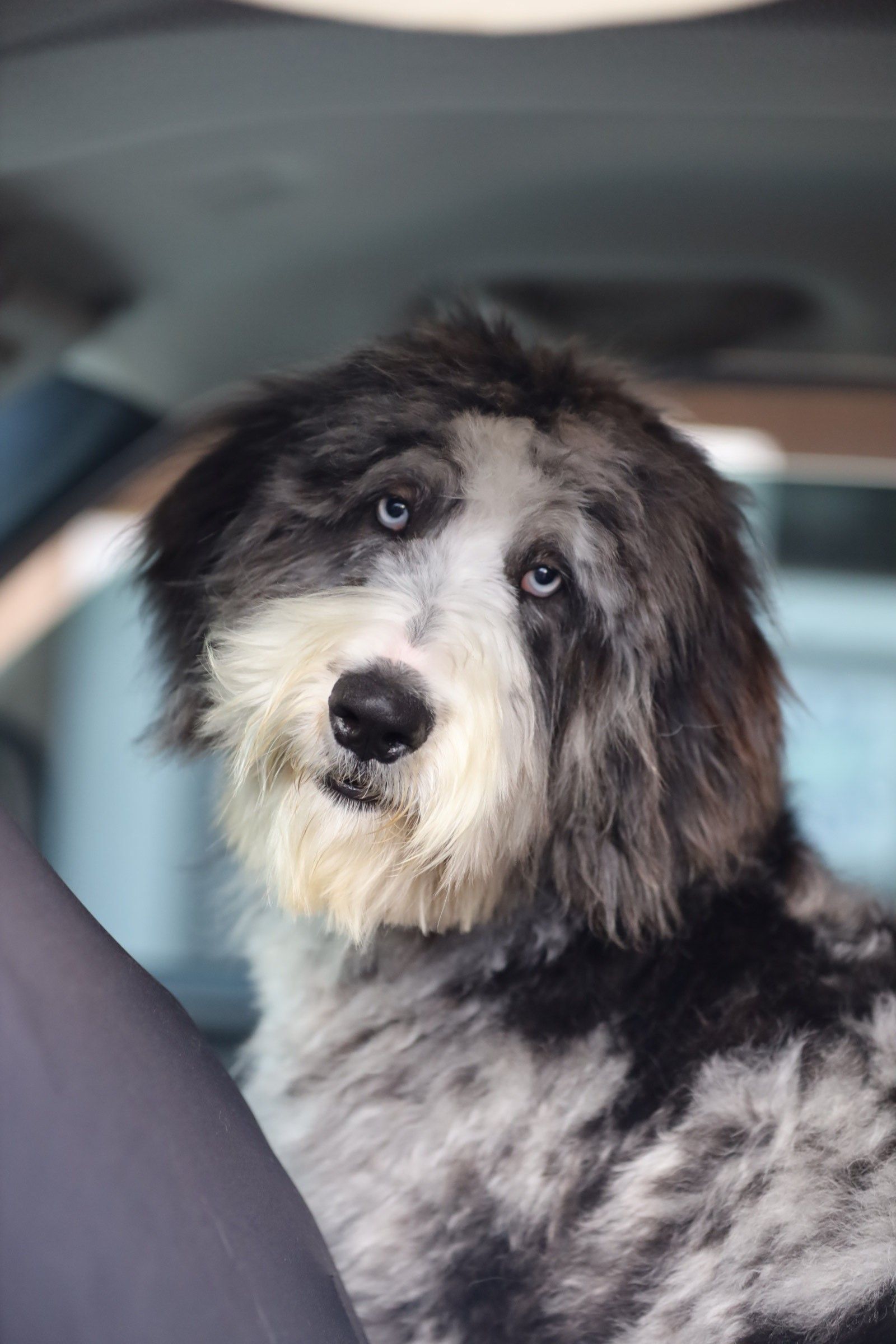 A black and white dog is sitting in the back seat of a car.