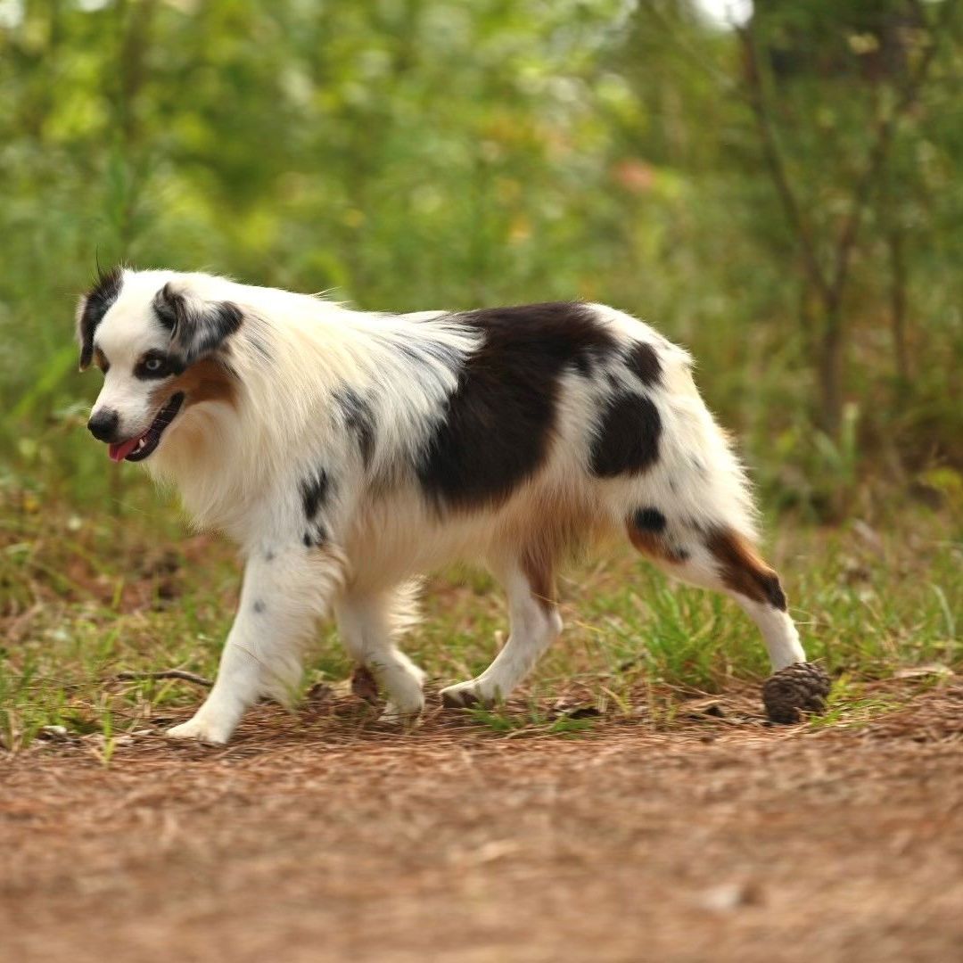 A black and white dog is walking on a dirt path