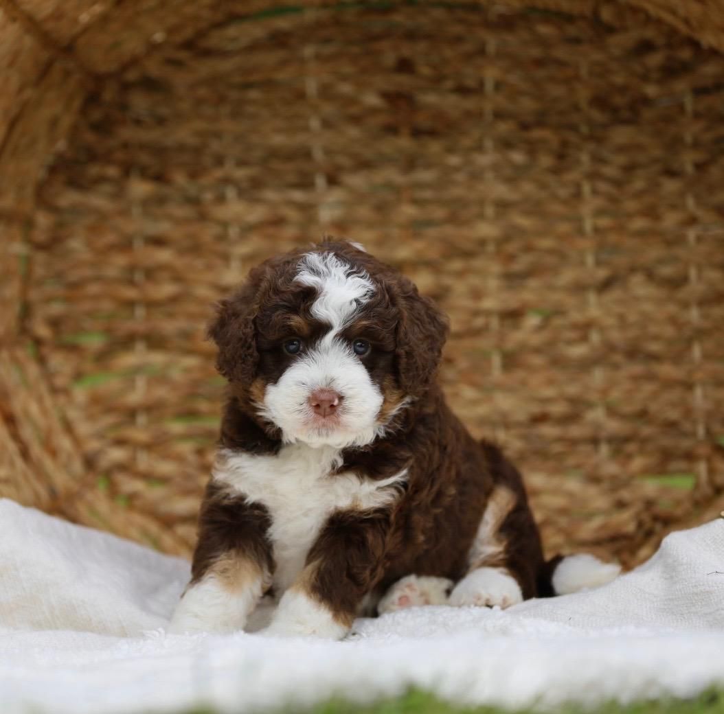A brown and white puppy is sitting on a white blanket in front of a basket.