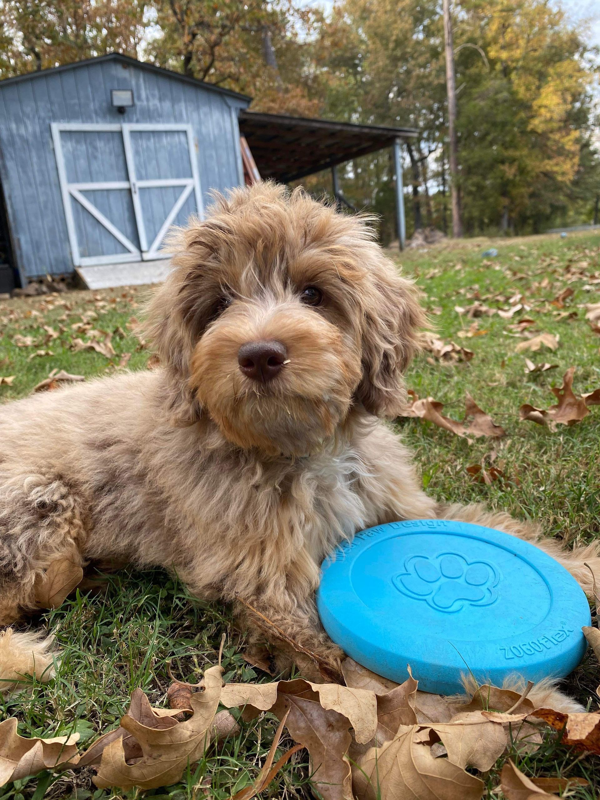 A dog is laying on the grass next to a frisbee.