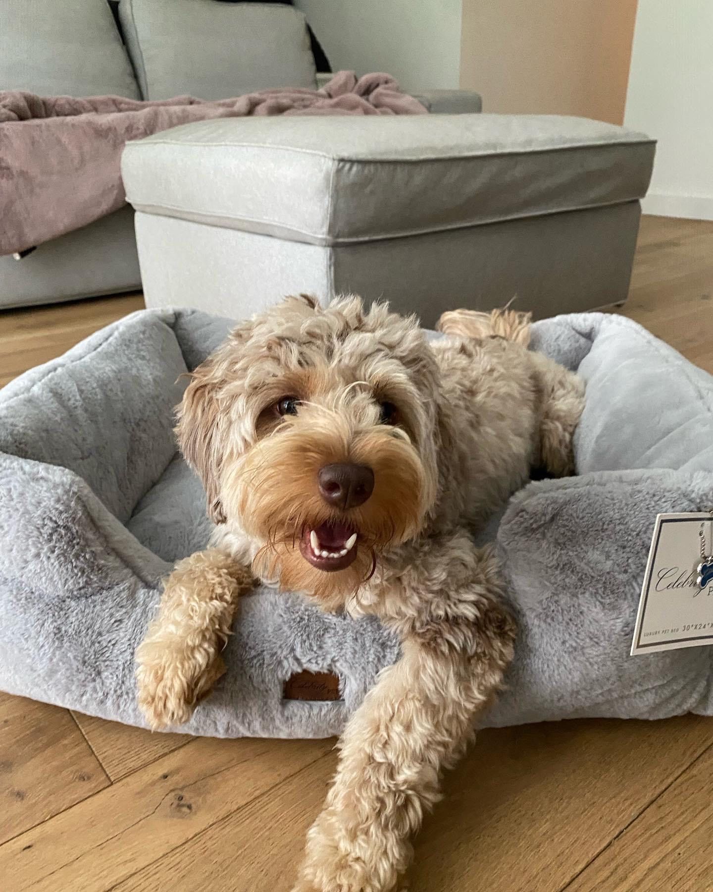 A small dog is laying in a dog bed in a living room.