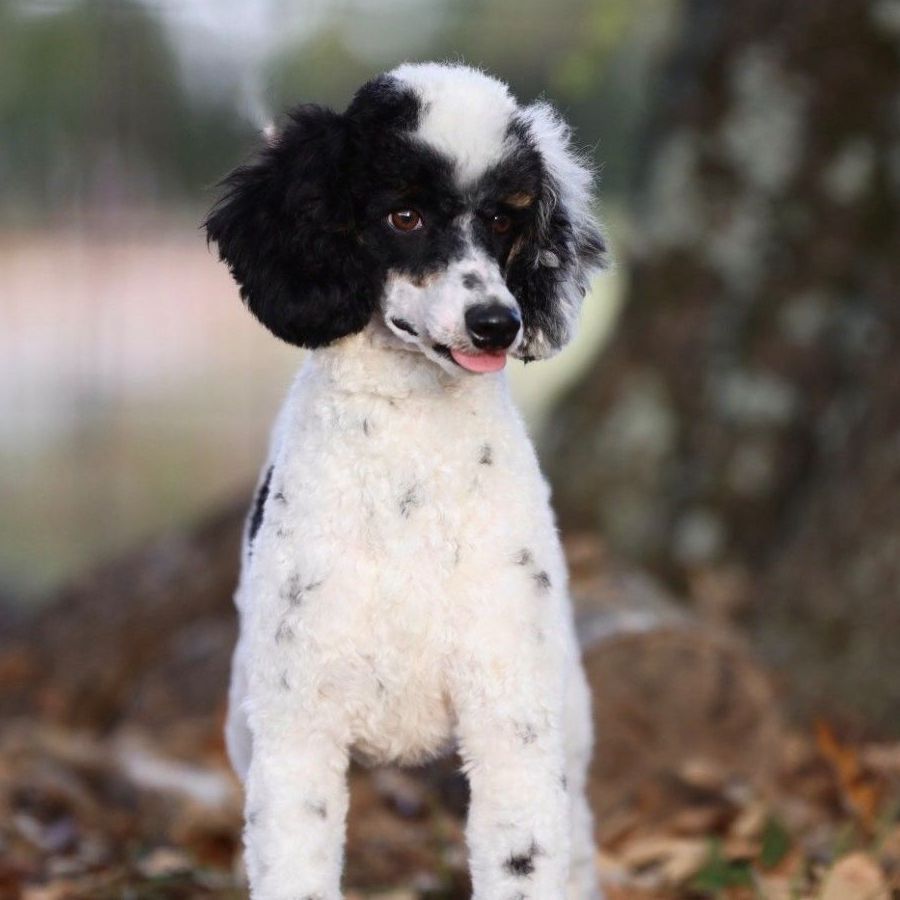 A black and white poodle standing in a pile of leaves