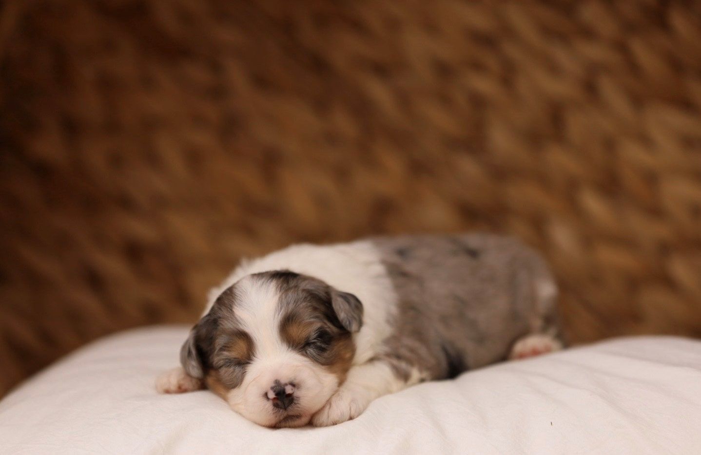 A small puppy is sleeping on a white pillow.