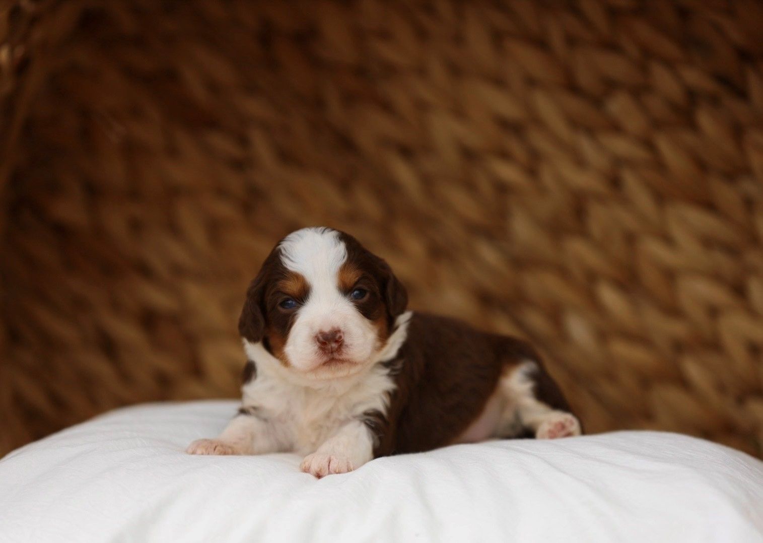 A brown and white puppy is laying on a white pillow.