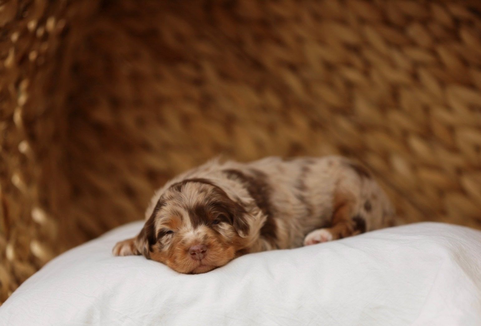 A brown and white puppy is sleeping on a white pillow.