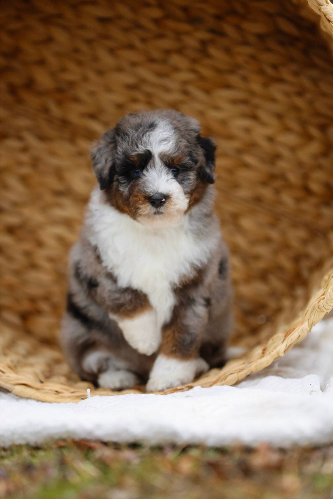 A small puppy is sitting in a wicker basket.