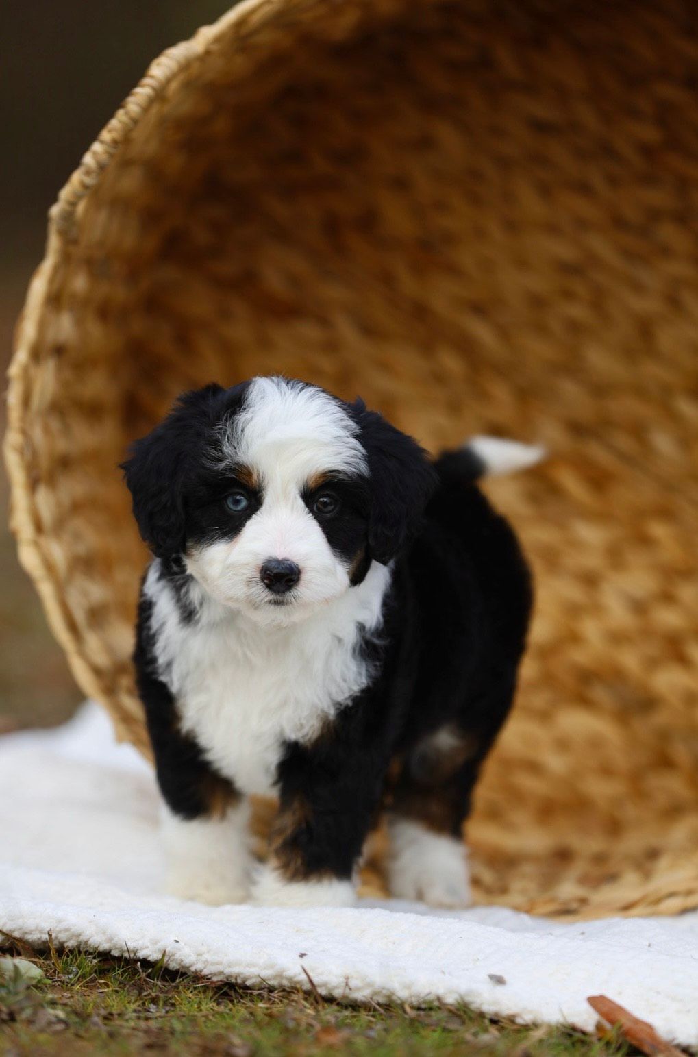 A black and white puppy is standing next to a basket.