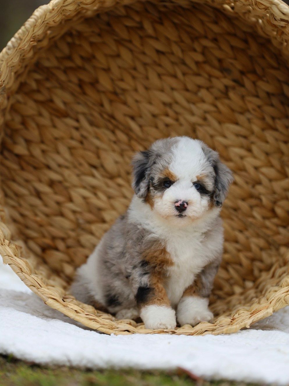 A small puppy is sitting in a wicker basket.