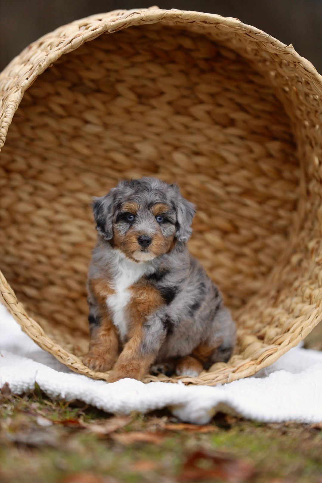 A small puppy is sitting in a wicker basket.