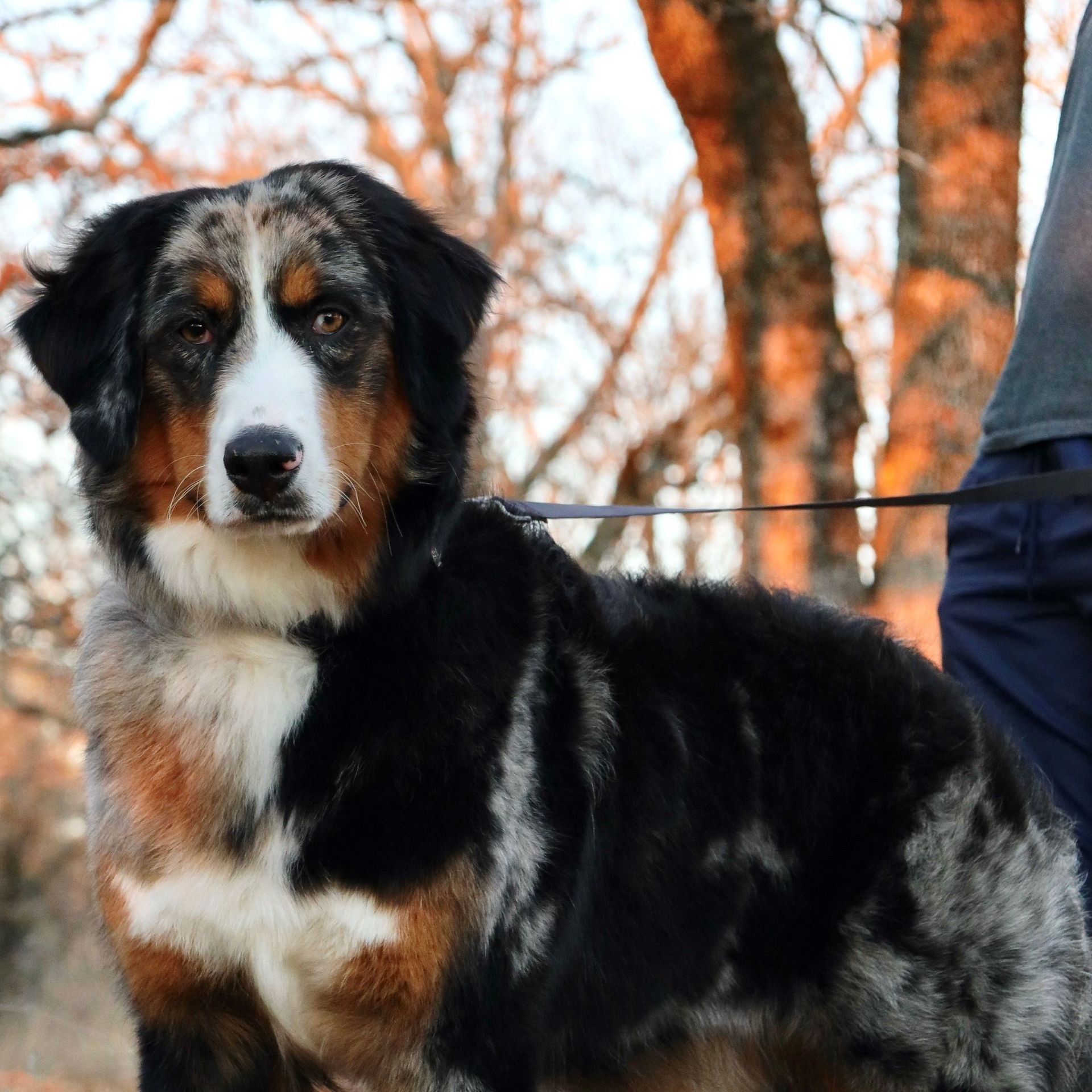 A brown and white dog on a leash with trees in the background