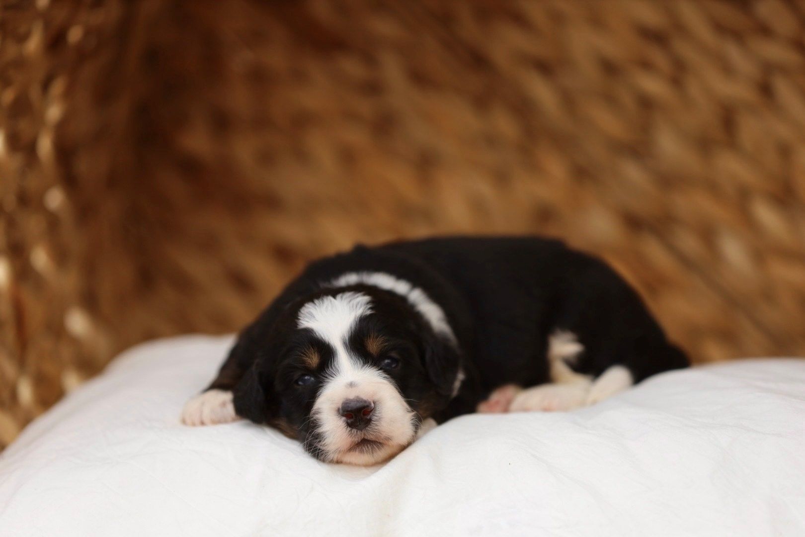 A black and white puppy is laying on a white blanket.