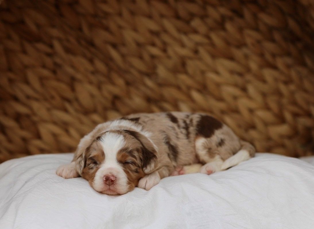 A brown and white puppy is sleeping on a white pillow.
