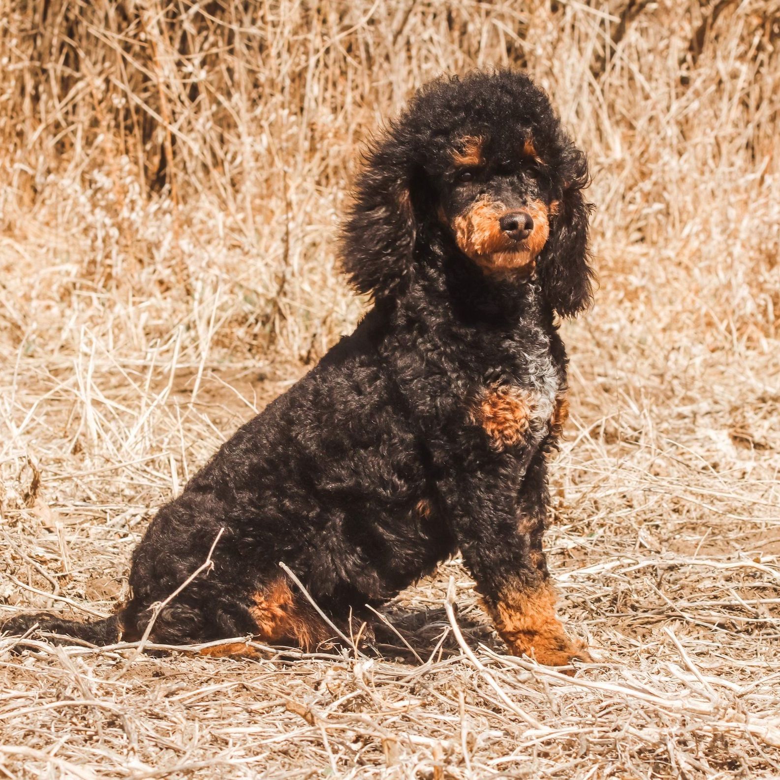 A black and brown poodle is sitting in a field of dry grass