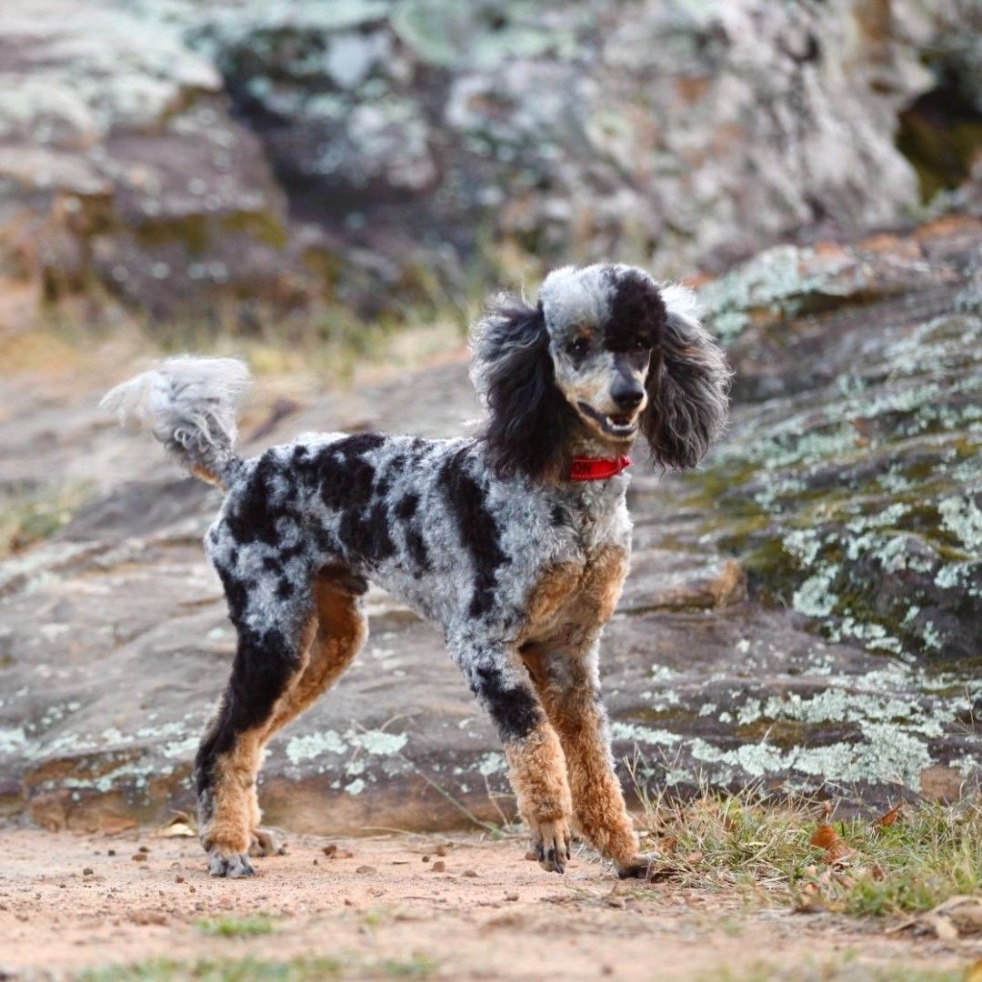 A black and white poodle is standing next to a rock.