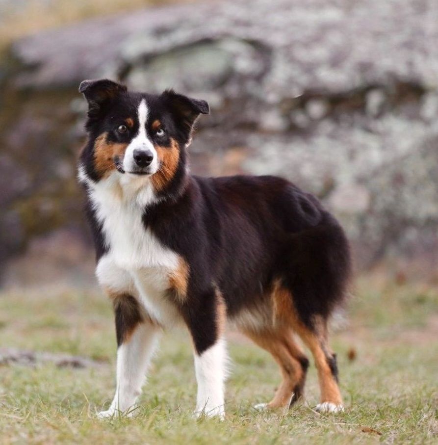 A black , brown and white dog is standing in the grass.