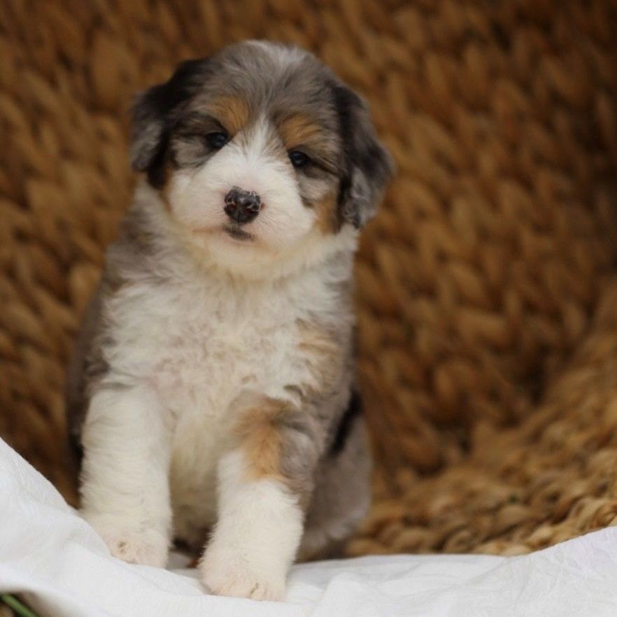 A small brown and white puppy is sitting in a basket