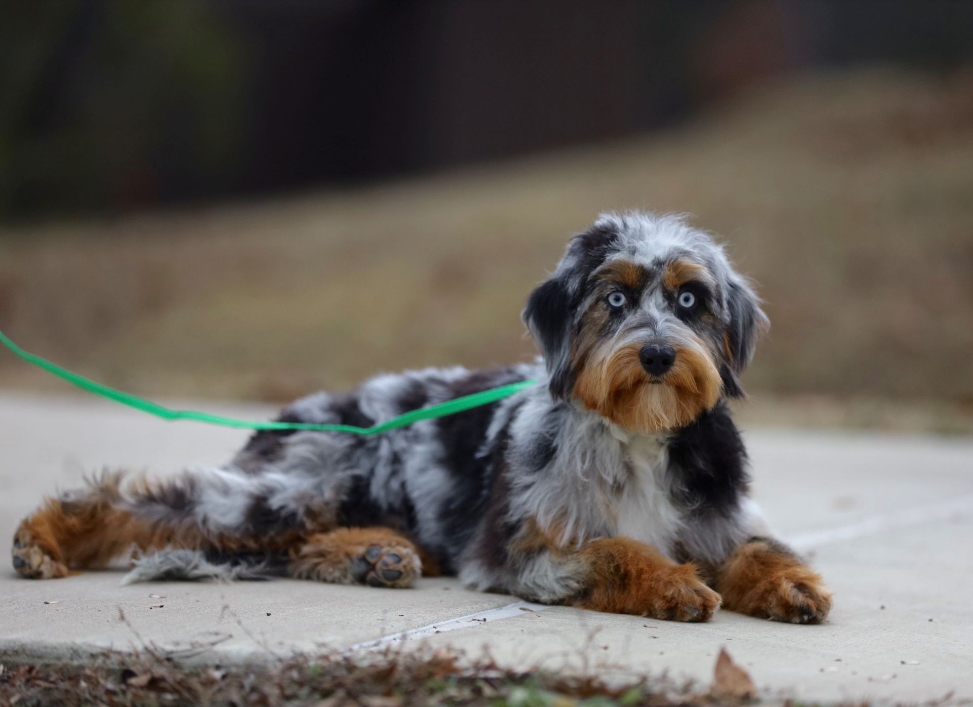 F1B Toy Mini Aussiedoodle Puppies Ozark Aussiedoodles