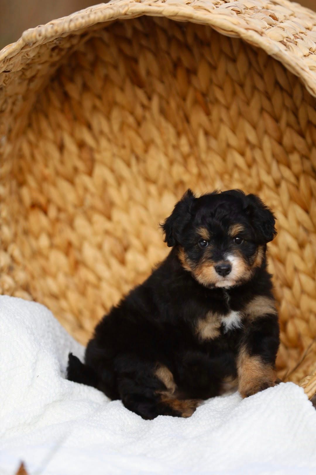 A small black and brown puppy is sitting in a basket.