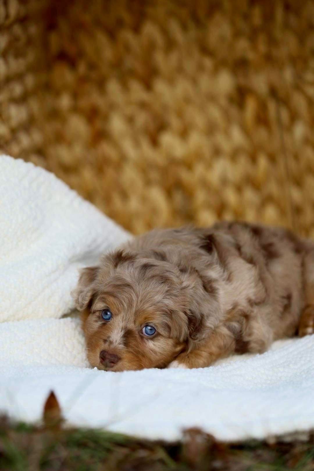 A brown puppy with blue eyes is laying on a white blanket.