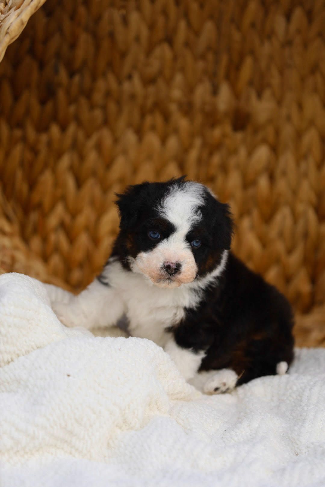 F1 Mini Toy Aussiedoodle | Ozark Aussiedoodles