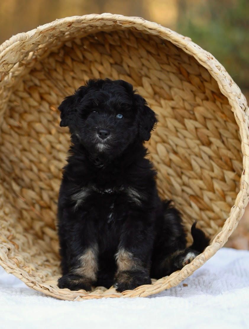 A black puppy is sitting in a wicker basket