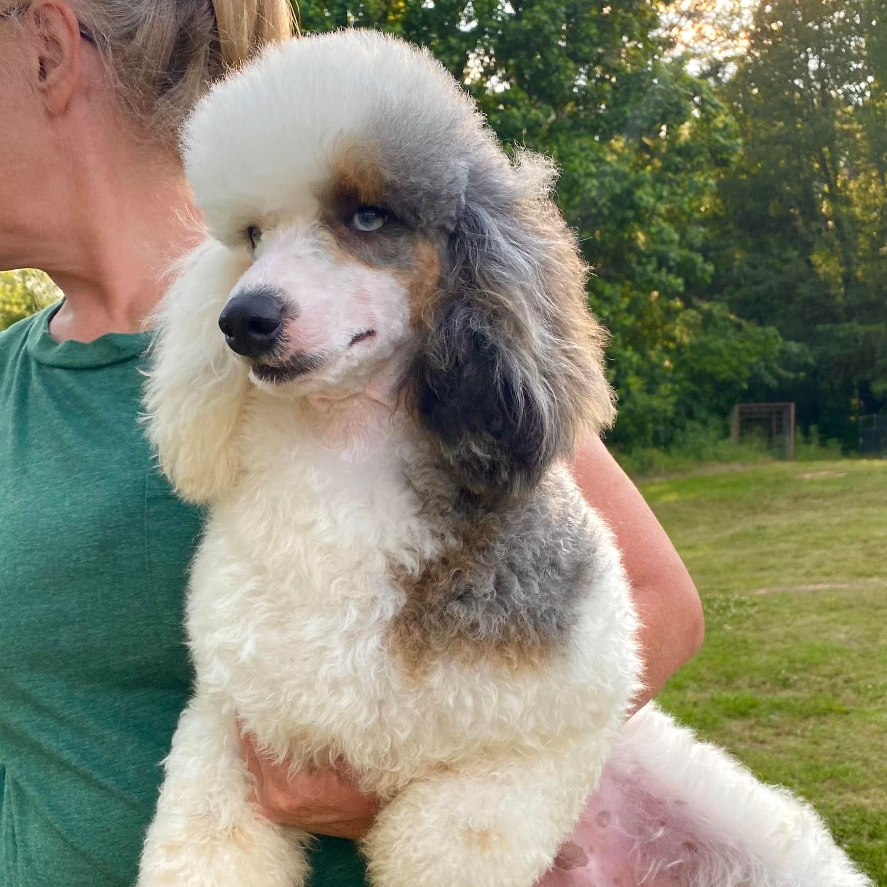 A woman is holding a white and brown poodle in her arms.