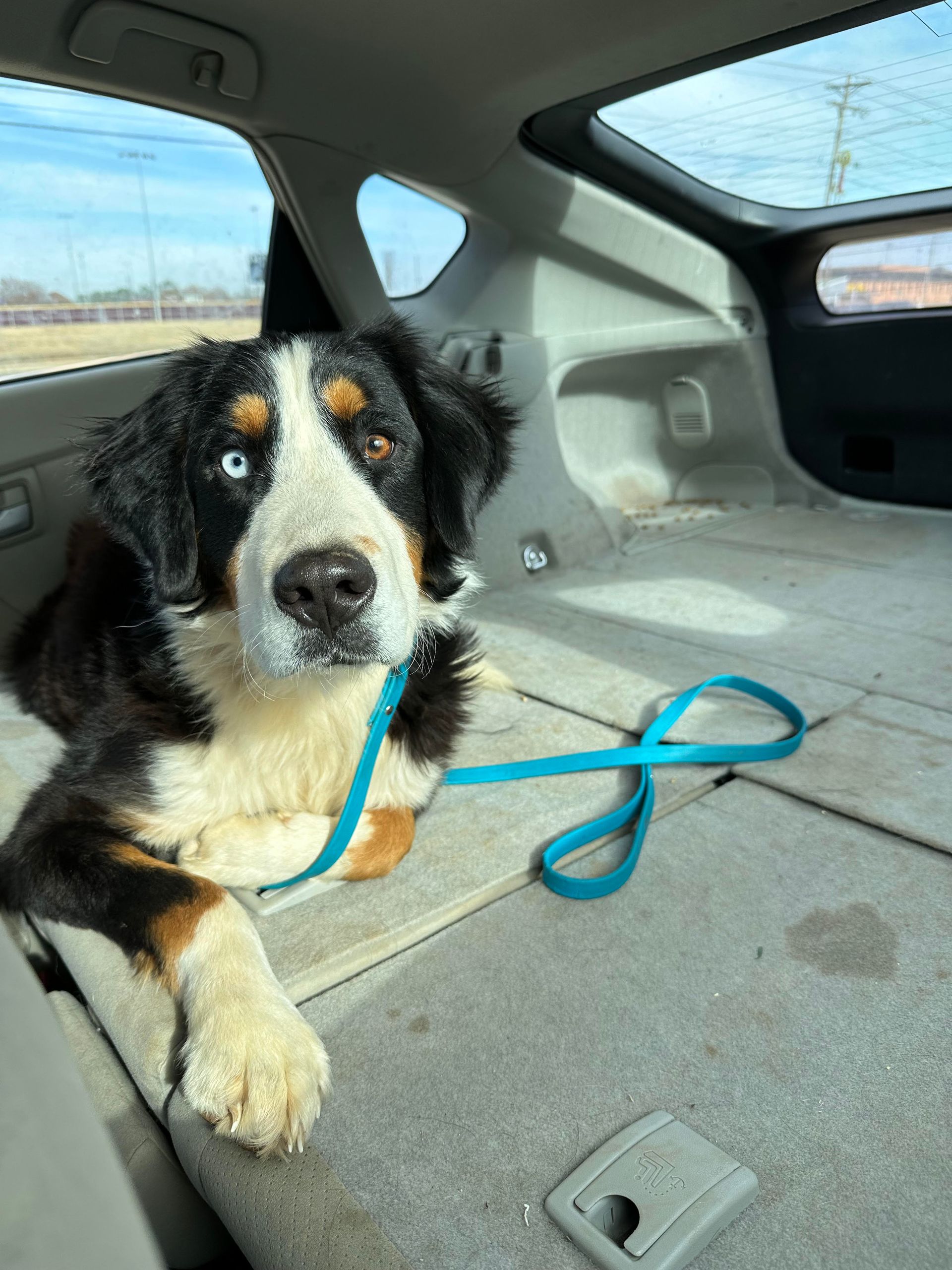 A dog is sitting in the back seat of a car on a leash.