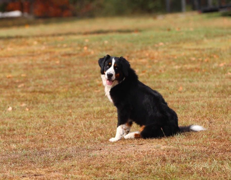 A black and white dog is sitting on the grass in a field.