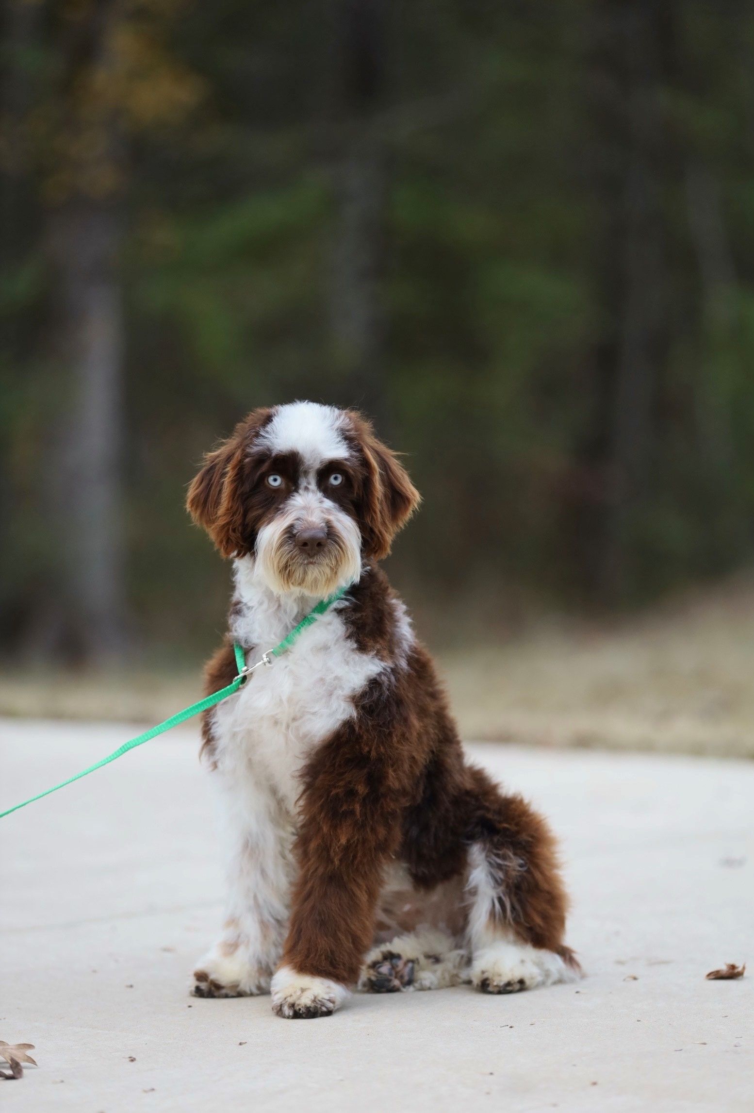 A brown and white dog is sitting on the side of a road on a leash.