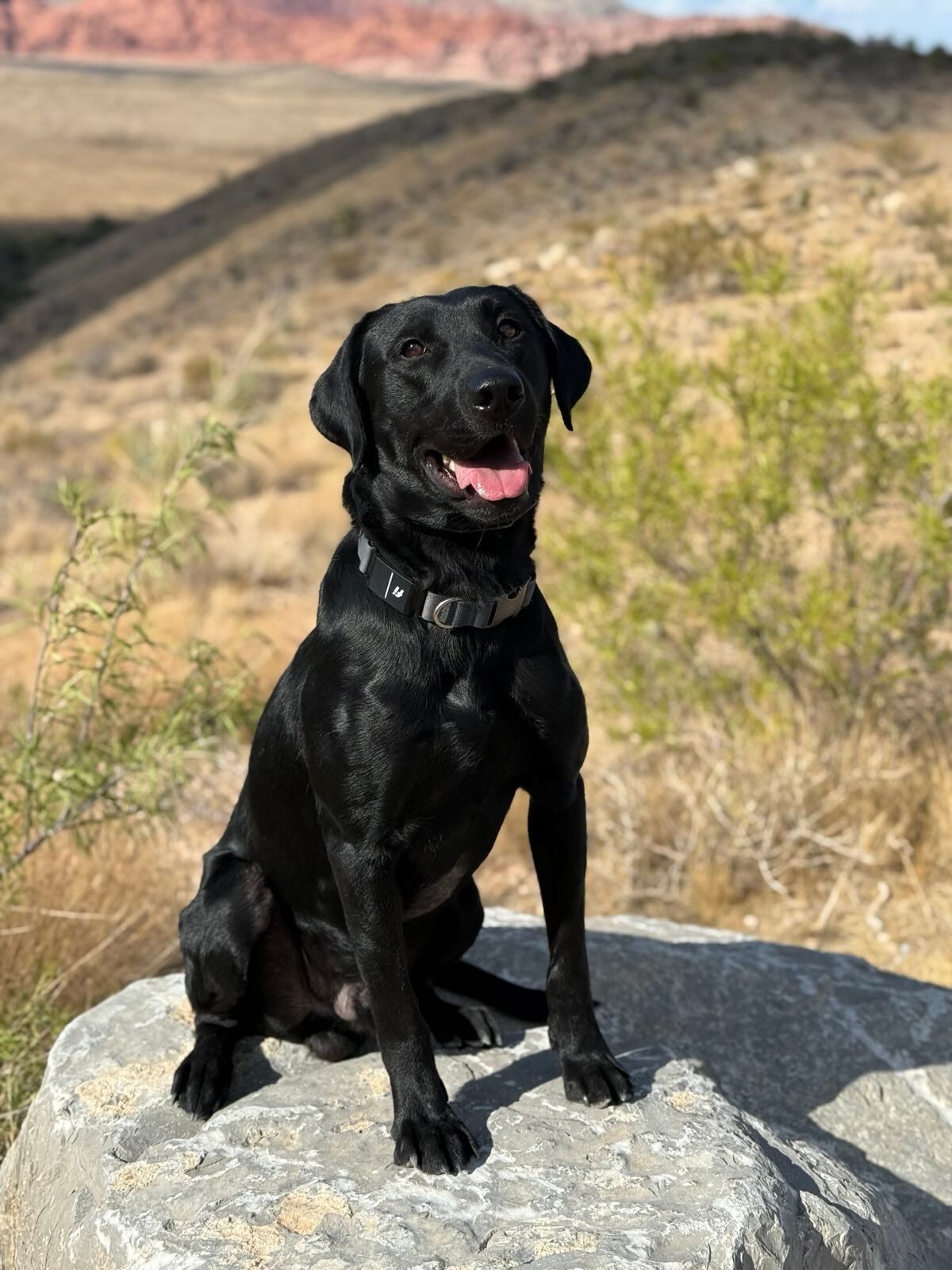 Black Labrador dog with a happy expression, pink tongue hanging out.