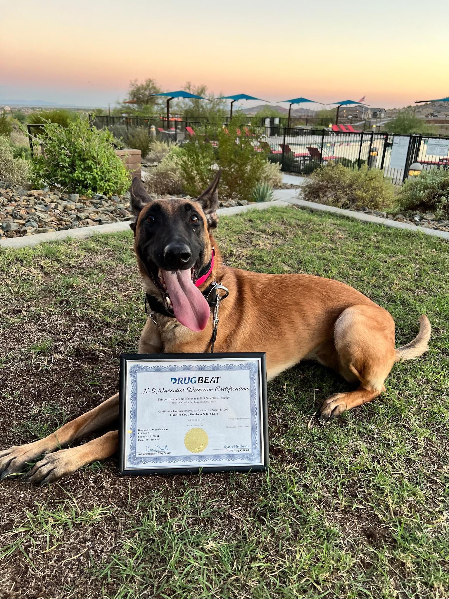 Belgian Malinois dog with certificate, tongue out, lying on grass in front of a suburban landscape.