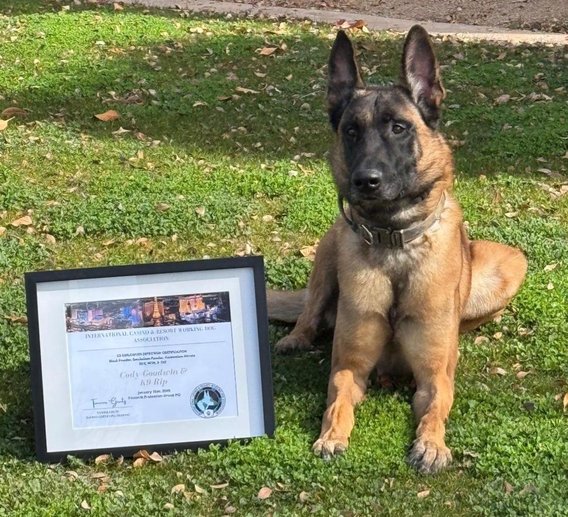 Belgian Malinois dog sits beside a framed certificate on grass. Dog has a focused expression.