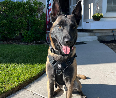Belgian Malinois dog wearing a harness, sitting on a concrete path outside a house.