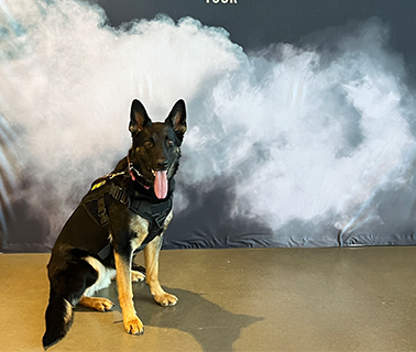A German Shepherd dog sits, tongue out, wearing a harness. Gray and white background.