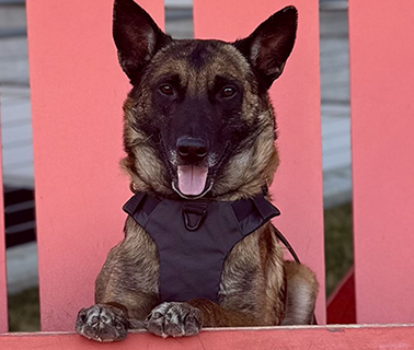 Brindle dog wearing a black harness, sitting and smiling, leaning against a red chair.