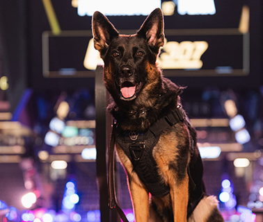 German Shepherd dog, black and tan, wearing a harness, on stage with a blurred background.