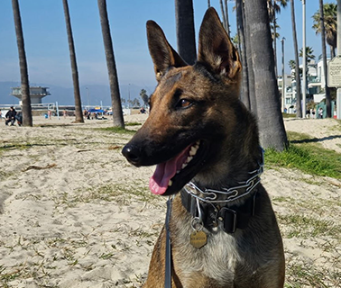 Belgian Malinois dog on a beach, wearing a collar, with a happy expression.