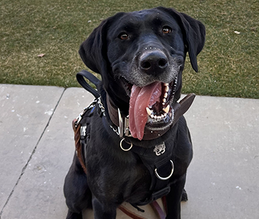 Black Labrador service dog with harness sits, panting with tongue out, on a sidewalk.