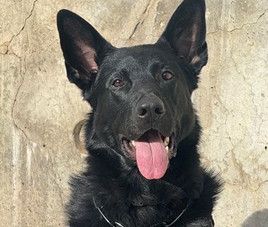 Black German Shepherd dog with tongue out, facing camera.