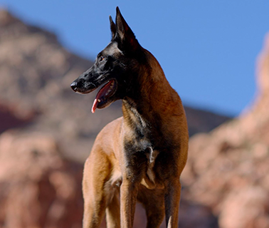 Belgian Malinois dog with black muzzle, tan fur, panting, standing outdoors with rock formations.