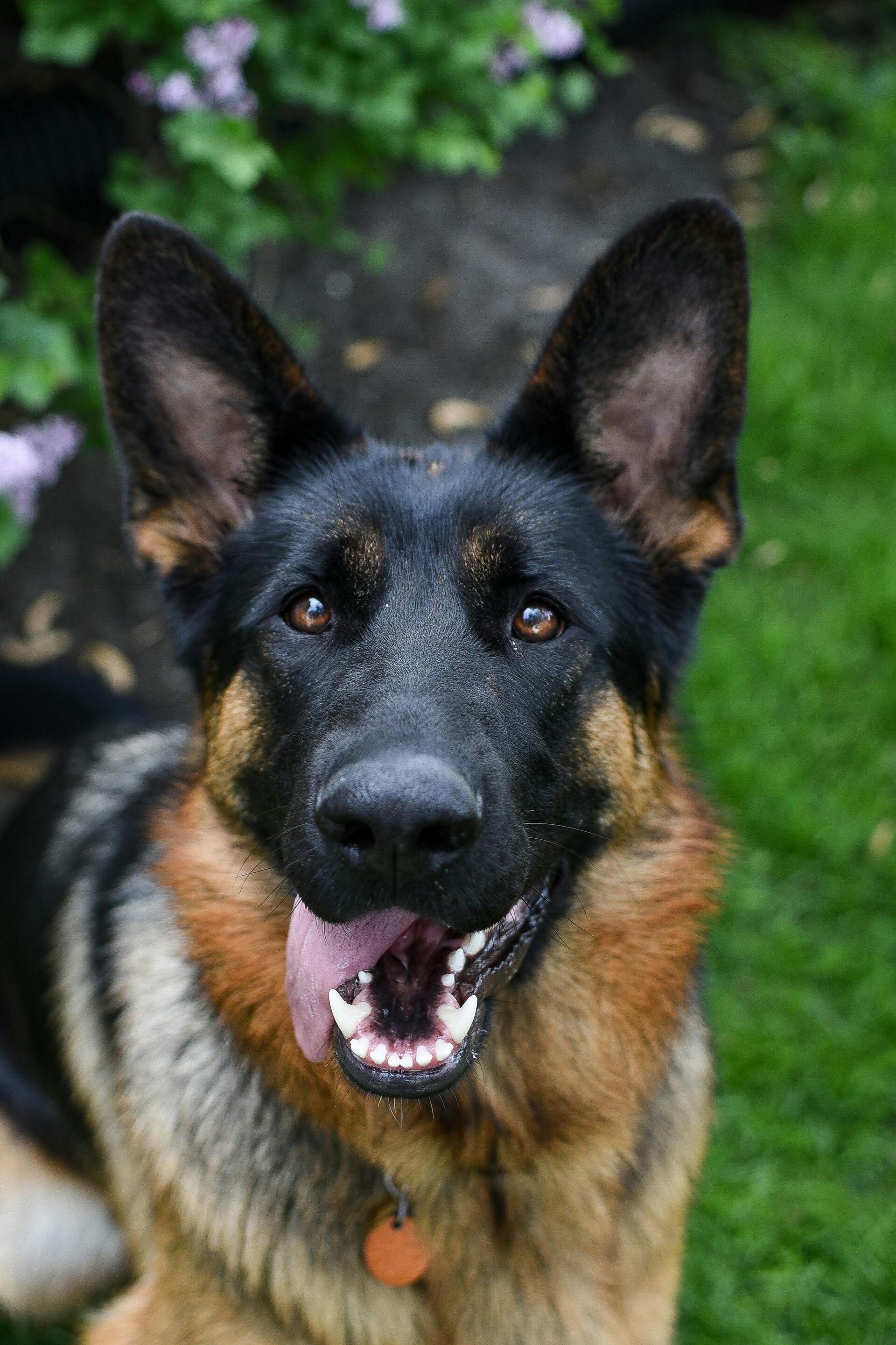 German Shepherd dog, black and tan, panting with tongue out, on grass.